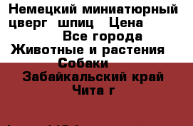 Немецкий миниатюрный(цверг) шпиц › Цена ­ 50 000 - Все города Животные и растения » Собаки   . Забайкальский край,Чита г.